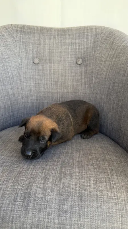 Chiot, Berger belge, élevage Du Banc des Hermelles