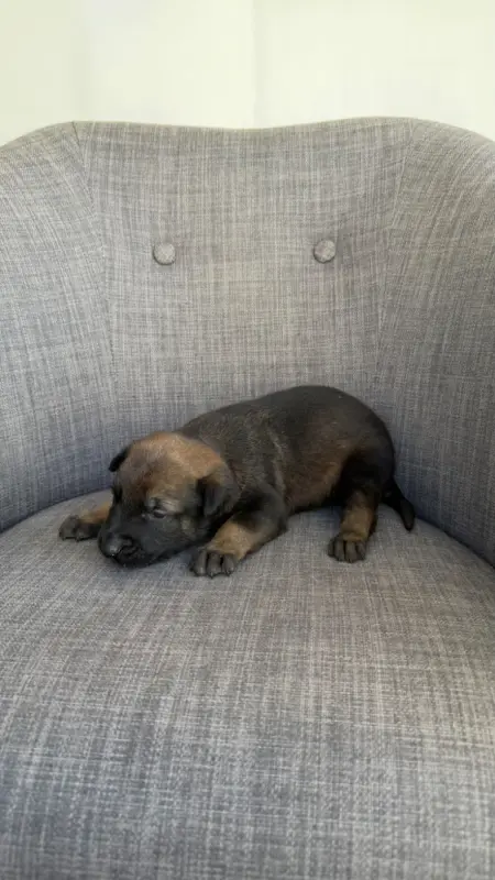 Chiot, Berger belge, élevage Du Banc des Hermelles