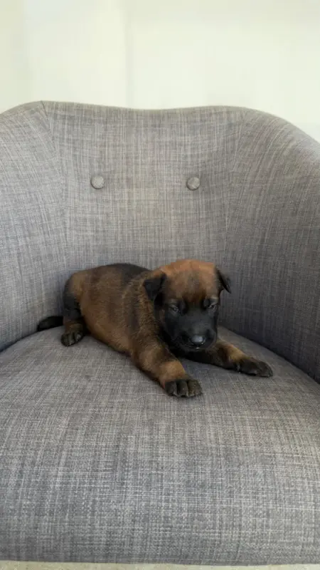 Chiot, Berger belge, élevage Du Banc des Hermelles