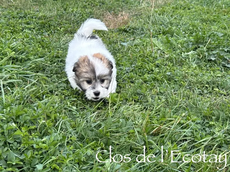Portée de Coton de Tuléar, élevage Du Clos de l'Ecotay