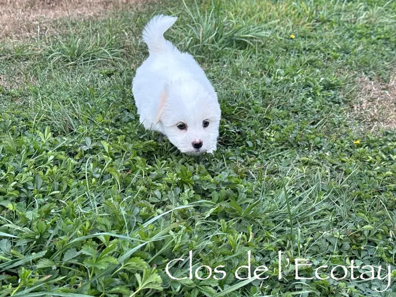 Portée de Coton de Tuléar, élevage Du Clos de l'Ecotay