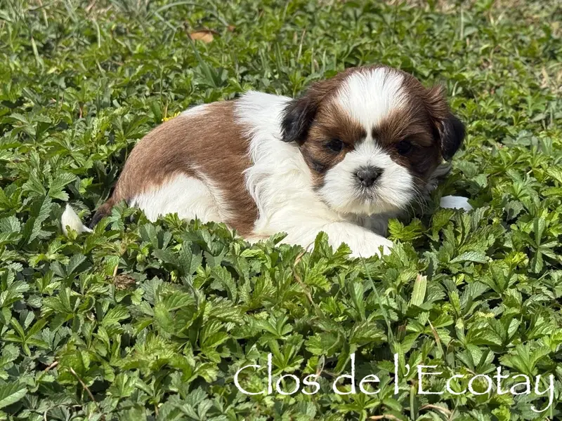 Portée de Shih tzu, élevage Du Clos de l'Ecotay