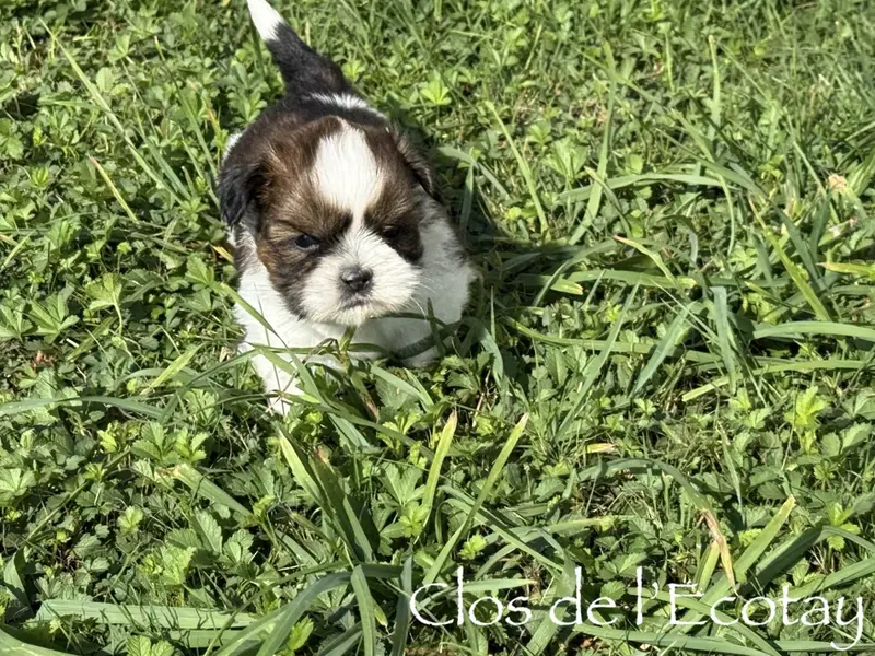 Chiot, Shih tzu, élevage Du Clos de l'Ecotay