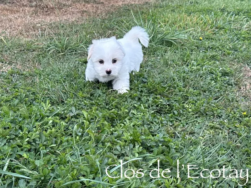 Portée de Coton de Tuléar, élevage Du Clos de l'Ecotay