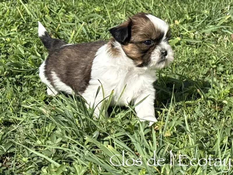 Portée de Shih tzu, élevage Du Clos de l'Ecotay