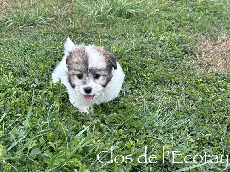Portée de Coton de Tuléar, élevage Du Clos de l'Ecotay