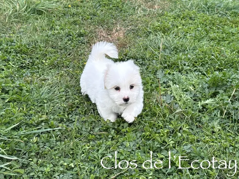 Portée de Coton de Tuléar, élevage Du Clos de l'Ecotay
