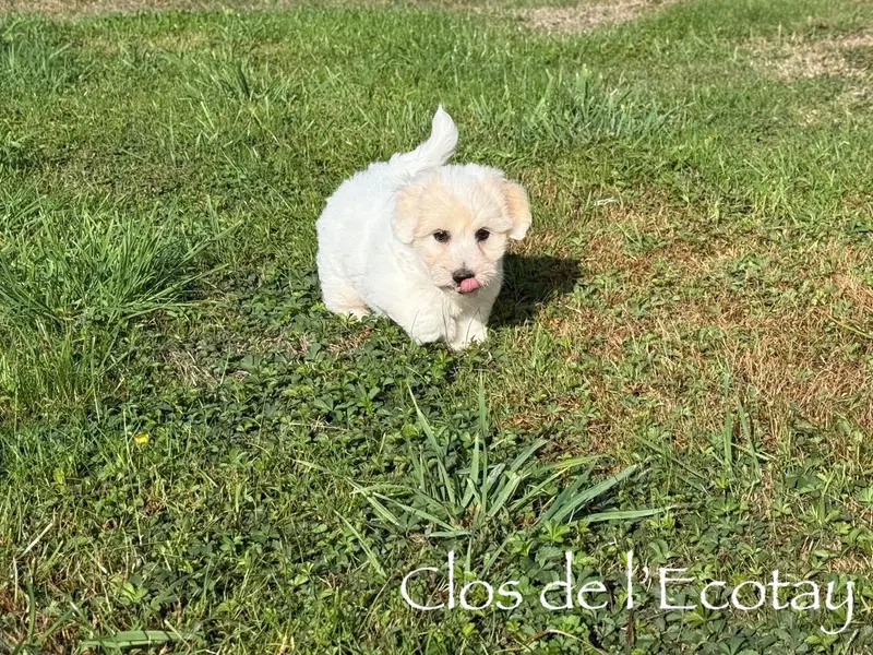 Portée de Coton de Tuléar, élevage Du Clos de l'Ecotay