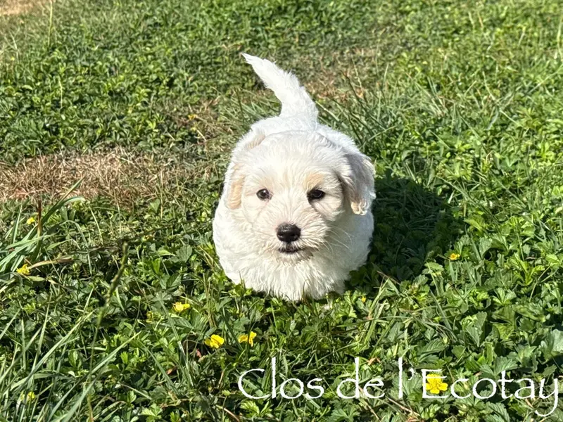 Portée de Coton de Tuléar, élevage Du Clos de l'Ecotay