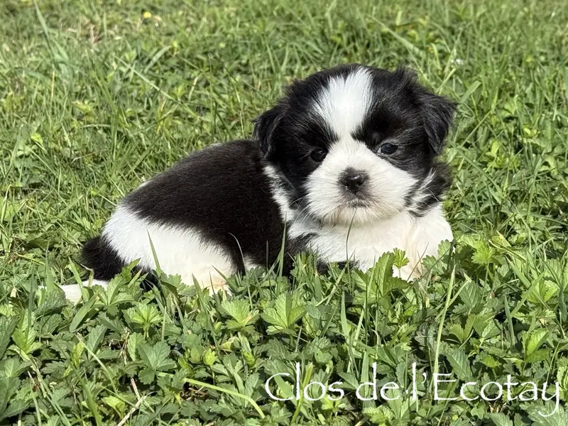 Portée de Shih tzu, élevage Du Clos de l'Ecotay
