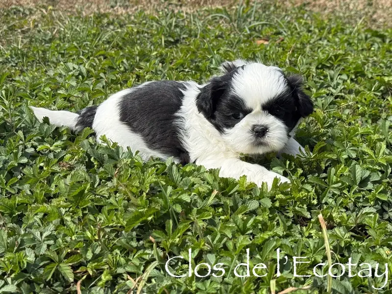 Portée de Shih tzu, élevage Du Clos de l'Ecotay