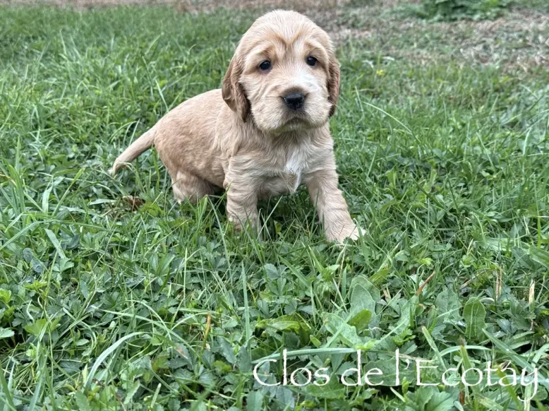 pour Elora et Maxime, Cocker anglais, élevage Du Clos de l'Ecotay