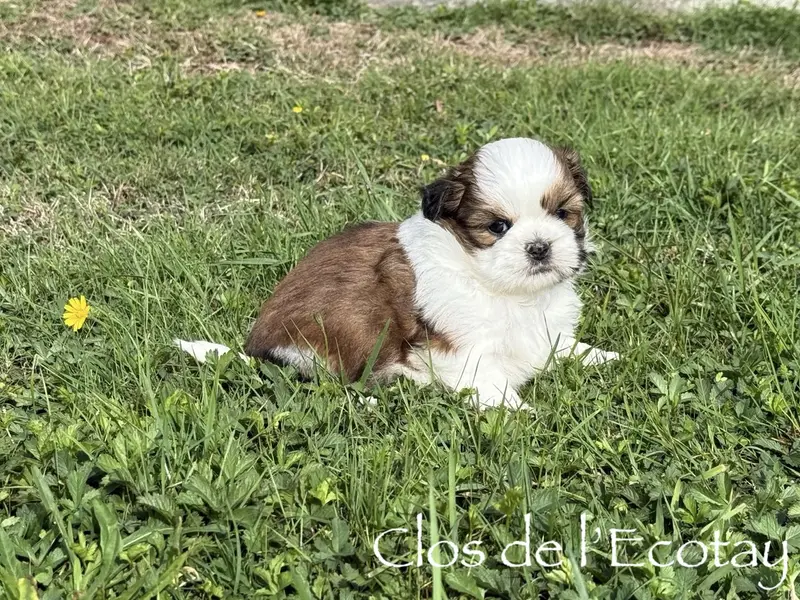 Chiot, Shih tzu, élevage Du Clos de l'Ecotay