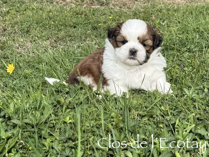 Portée de Shih tzu, élevage Du Clos de l'Ecotay