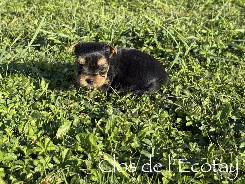 Photo de l'élevage Du Clos de l'Ecotay