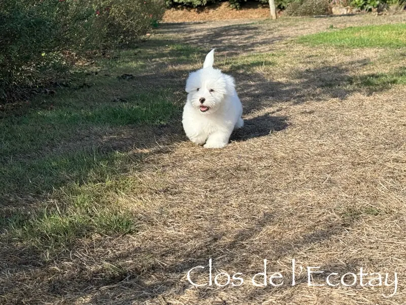 Chiot, Coton de Tuléar, élevage Du Clos de l'Ecotay