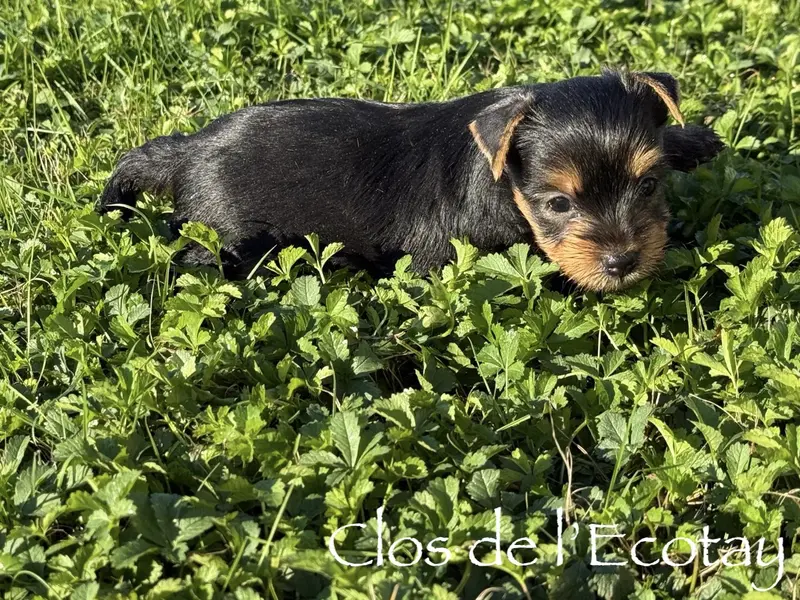 Photo de l'élevage Du Clos de l'Ecotay