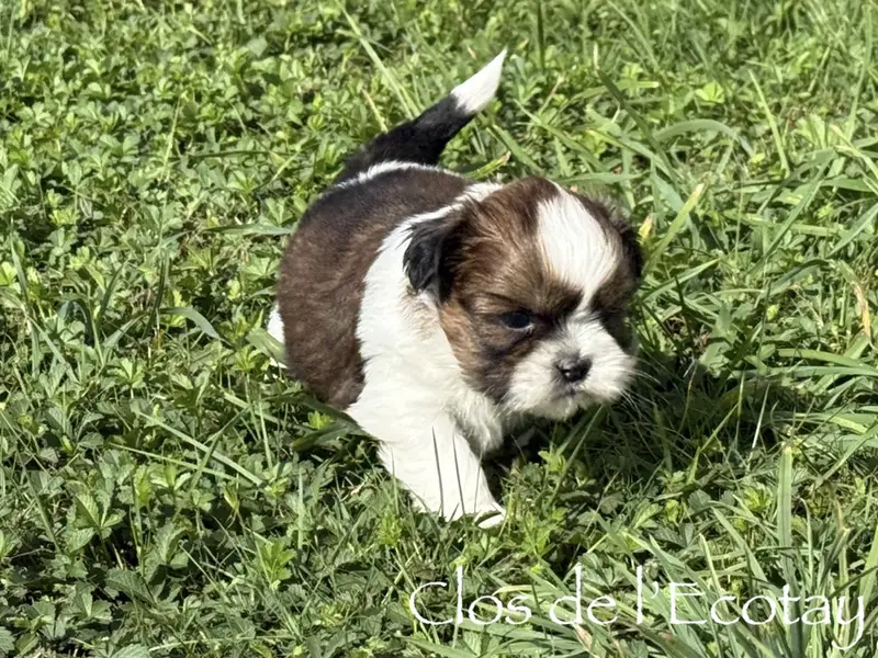 Portée de Shih tzu, élevage Du Clos de l'Ecotay