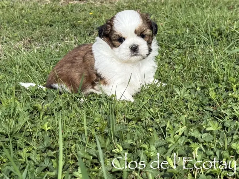 Portée de Shih tzu, élevage Du Clos de l'Ecotay