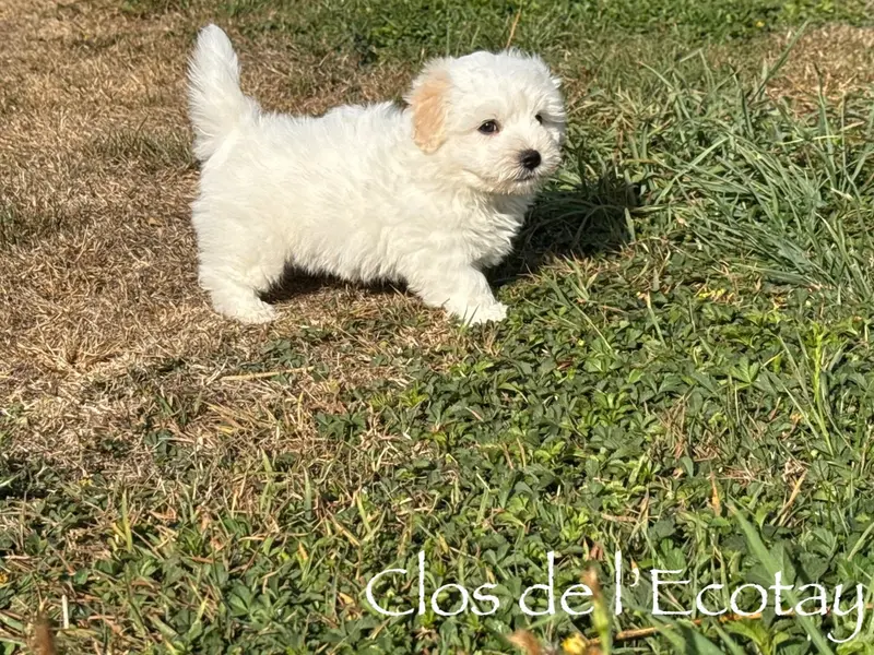 pour Valérie, Coton de Tuléar, élevage Du Clos de l'Ecotay