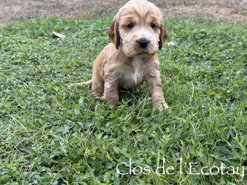 BAYA pour Camille et Maxime, Cocker anglais, élevage Du Clos de l'Ecotay