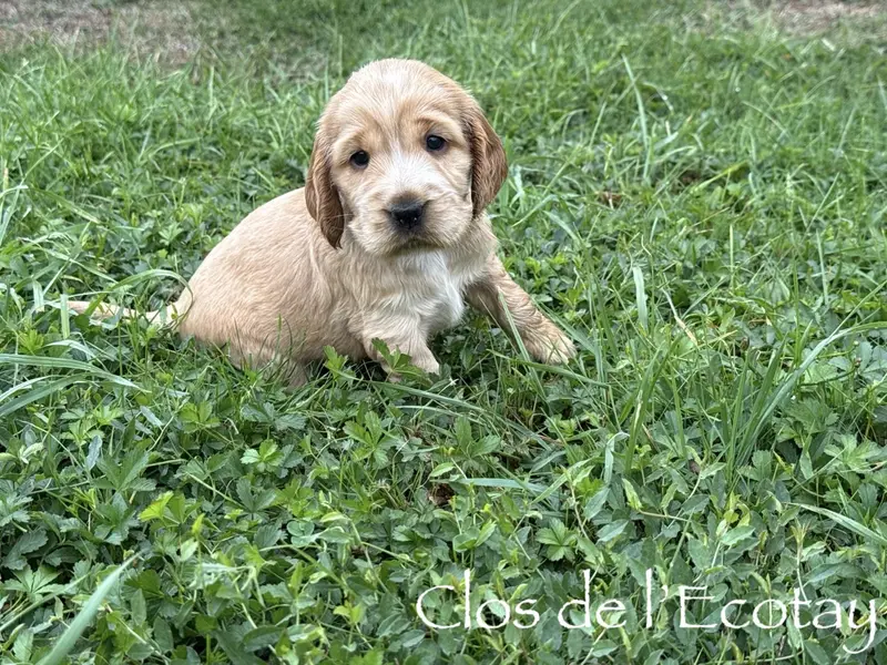 BONNIE pour Stéphanie et Arnaud, Cocker anglais, élevage Du Clos de l'Ecotay