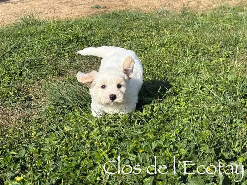 Portée de Coton de Tuléar, élevage Du Clos de l'Ecotay