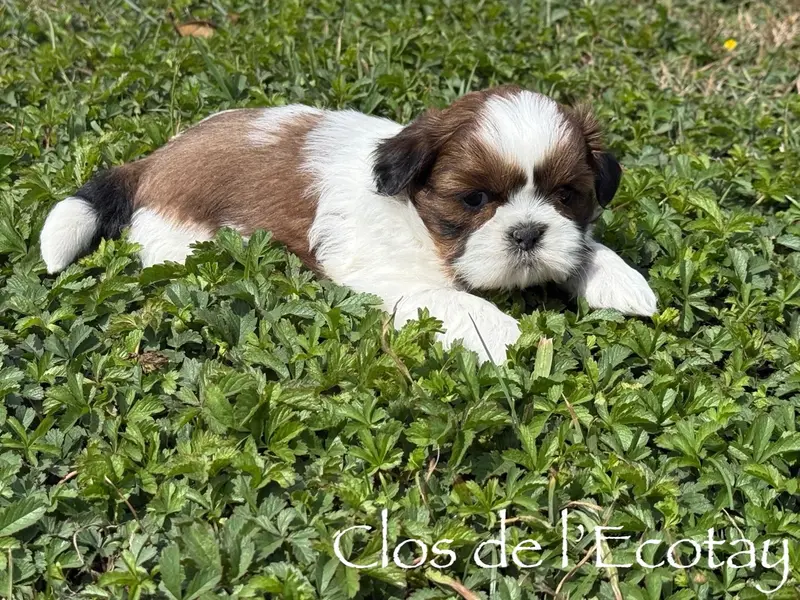 Portée de Shih tzu, élevage Du Clos de l'Ecotay
