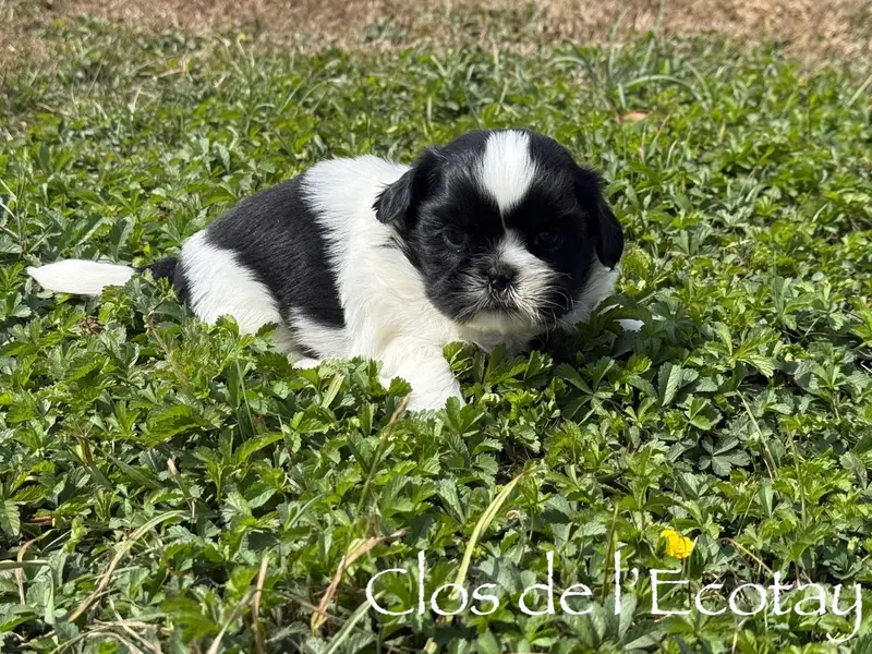 Portée de Shih tzu, élevage Du Clos de l'Ecotay