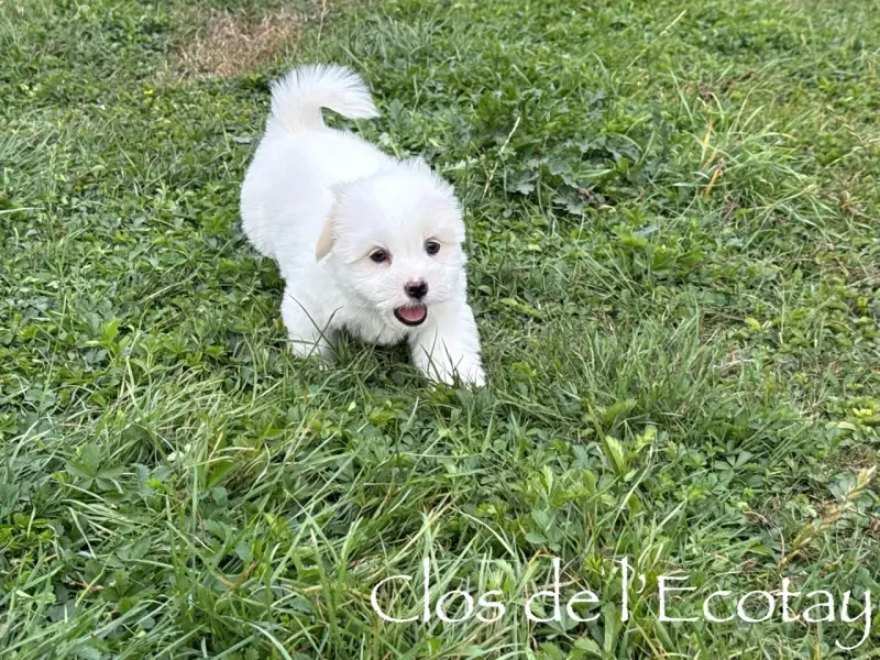 Portée de Coton de Tuléar, élevage Du Clos de l'Ecotay