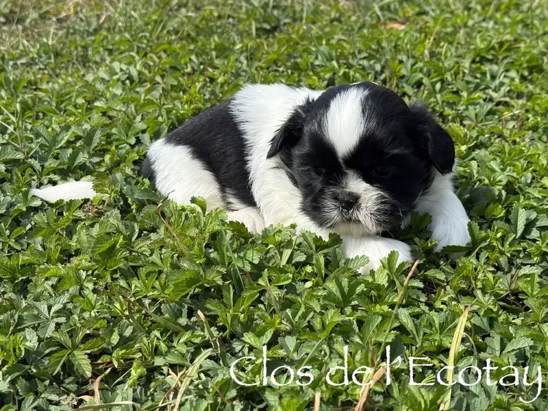 Portée de Shih tzu, élevage Du Clos de l'Ecotay