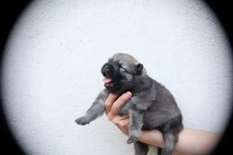 Portée de Eurasier, élevage De l'Oree du Serpentout