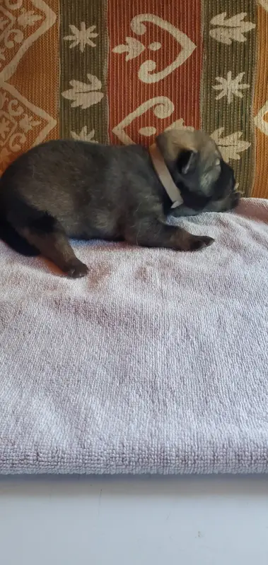 Portée de Eurasier, élevage De l'Oree du Serpentout