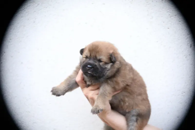 Portée de Eurasier, élevage De l'Oree du Serpentout