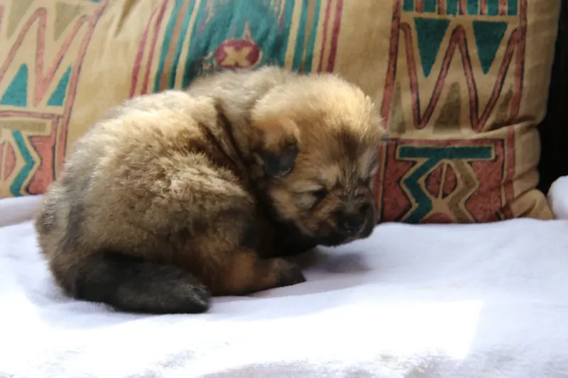 Portée de Eurasier, élevage De l'Oree du Serpentout