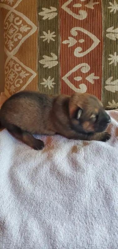 Chiot collier vert, Eurasier, élevage De l'Oree du Serpentout