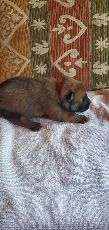 Portée de Eurasier, élevage De l'Oree du Serpentout