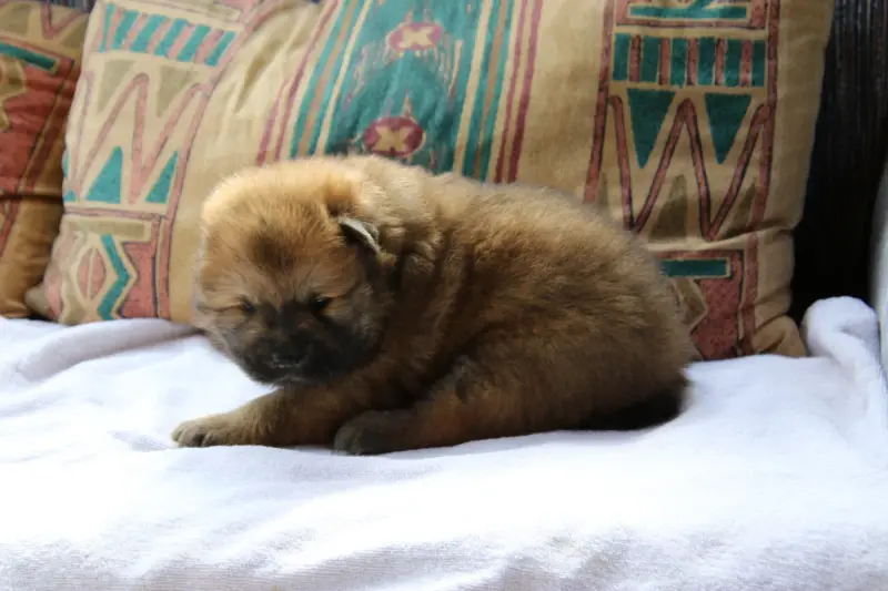 Portée de Eurasier, élevage De l'Oree du Serpentout