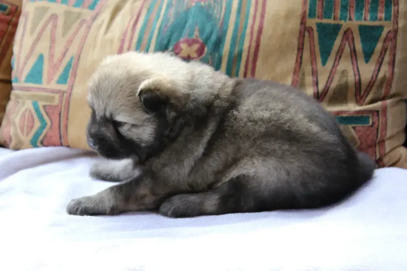 Portée de Eurasier, élevage De l'Oree du Serpentout