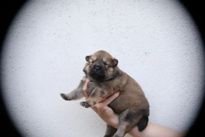 Portée de Eurasier, élevage De l'Oree du Serpentout