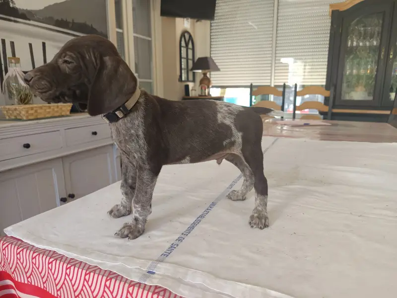 Bentley, Braque allemand à poil court, élevage Du Coteau de Saveton