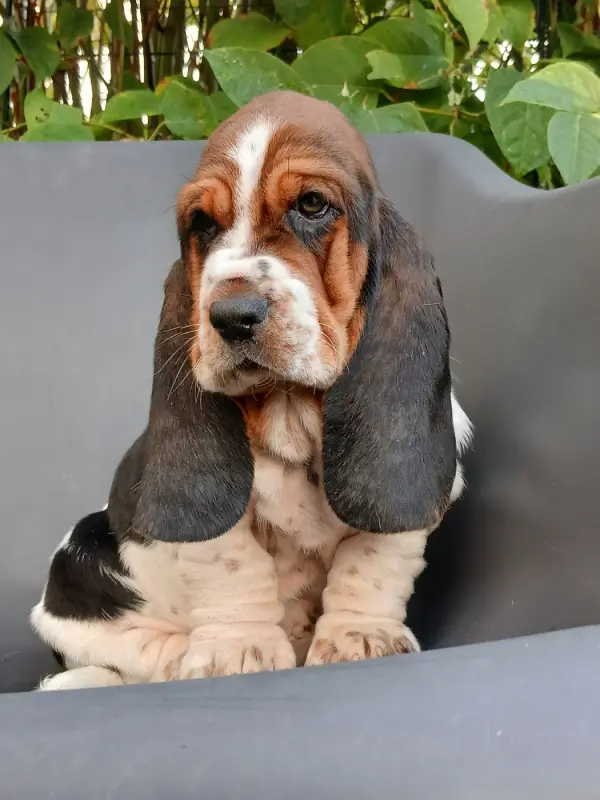 Chiot, Basset hound, élevage Du Domaine de la Rocherie