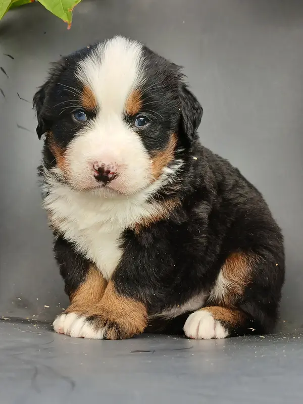 Chiot, Bouvier bernois, élevage Du Domaine de la Rocherie