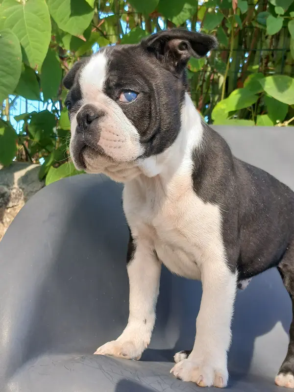 Portée de Boston terrier, élevage Du Domaine de la Rocherie