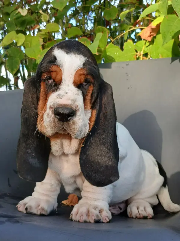 Chiot, Basset hound, élevage Du Domaine de la Rocherie