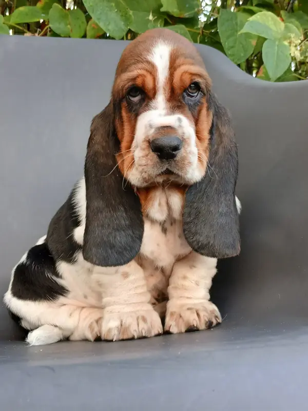 Portée de Basset hound, élevage Du Domaine de la Rocherie