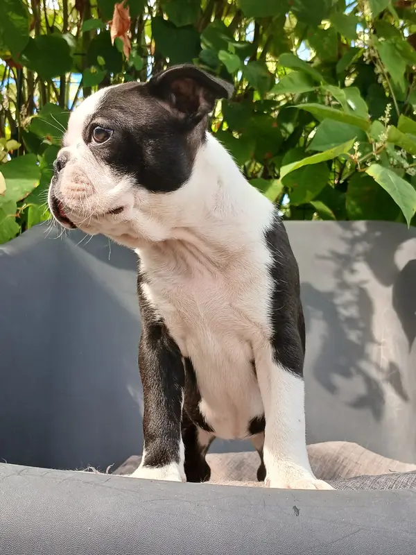 Portée de Boston terrier, élevage Du Domaine de la Rocherie