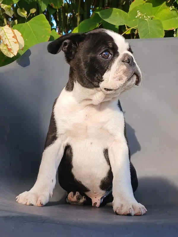 Portée de Boston terrier, élevage Du Domaine de la Rocherie