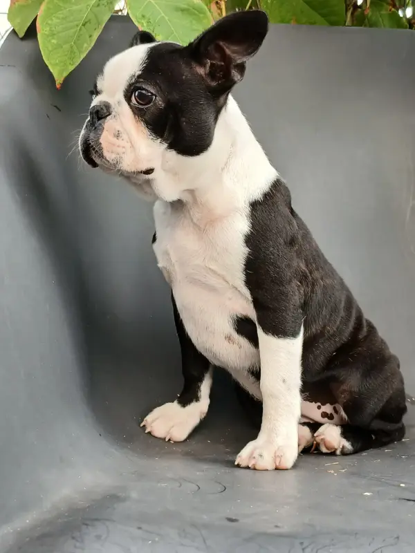 Portée de Boston terrier, élevage Du Domaine de la Rocherie