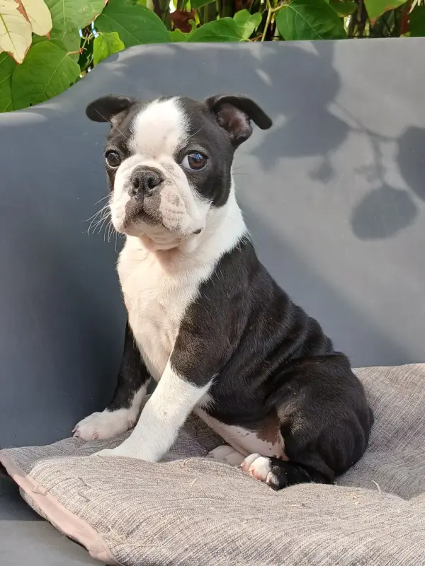 Chiot, Boston terrier, élevage Du Domaine de la Rocherie